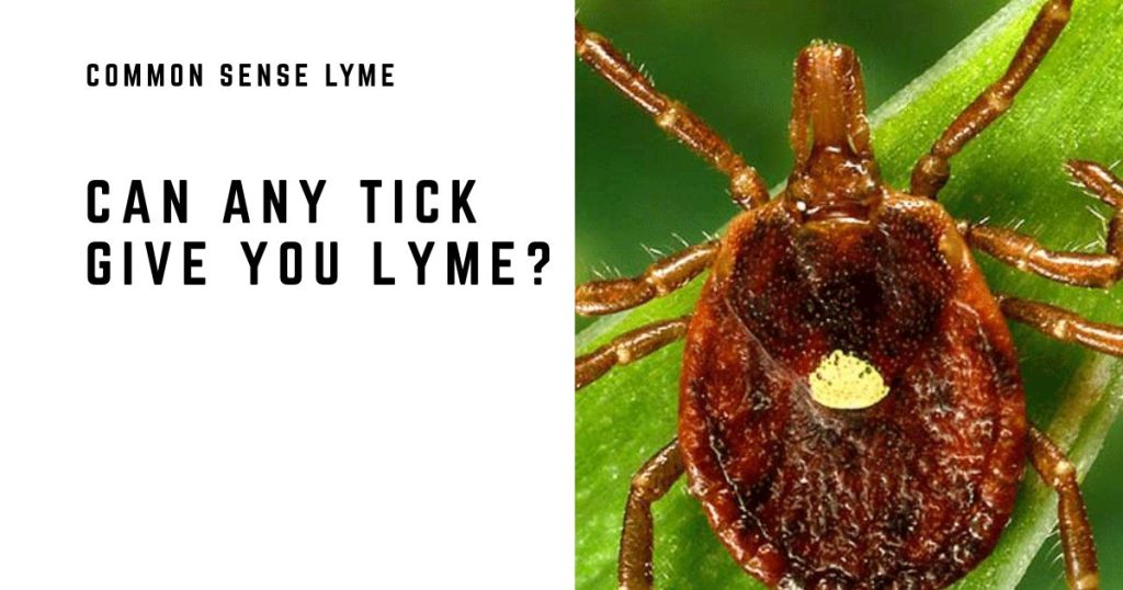 CAN ANY TICK GIVE YOU LYME