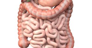 Gastrointestinal Dysregulation in Lyme Disease