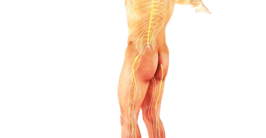 Why Lyme Disease Causes Joint Instability and Balance Problems