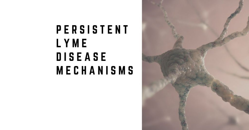 Persistent Lyme Disease Mechanisms