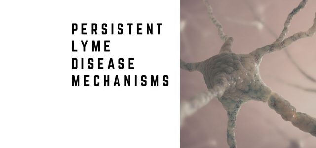 Persistent Lyme Disease Mechanisms
