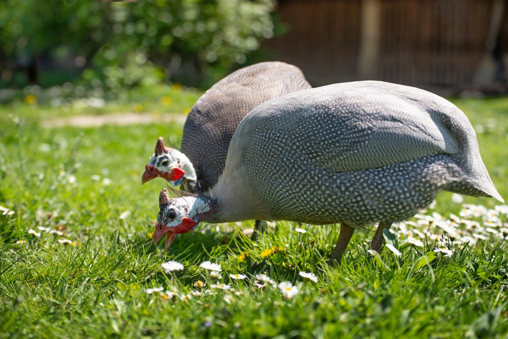 Two quinea fowls at poultry yard on green grass