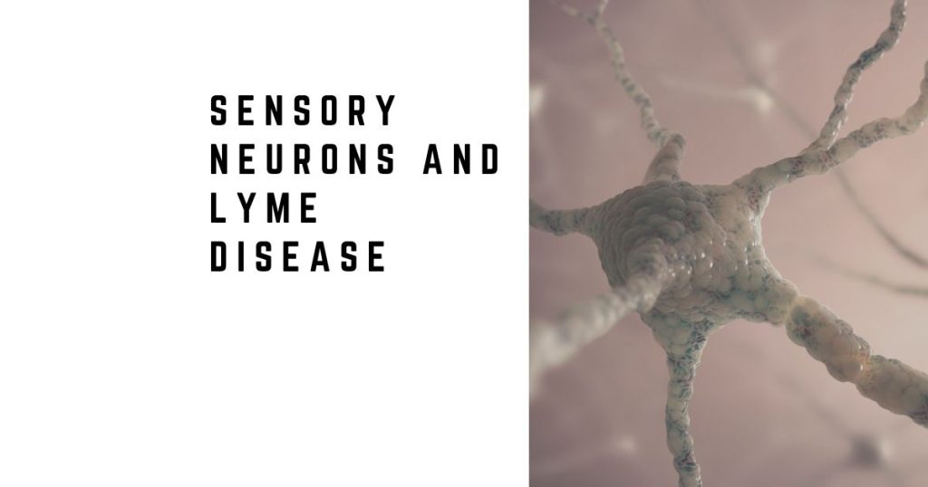 Sensory Neurons and Lyme Disease: