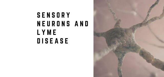 Sensory Neurons and Lyme Disease: