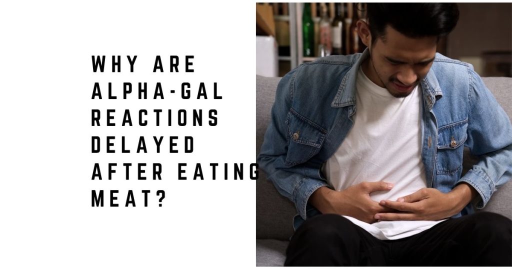 Why Are Alpha-gal Reactions Delayed After Eating Meat?