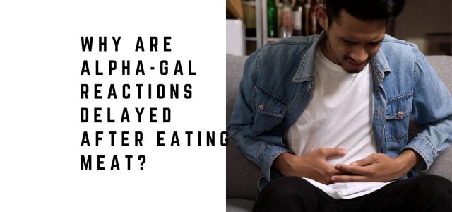 Why Are Alpha-gal Reactions Delayed After Eating Meat?
